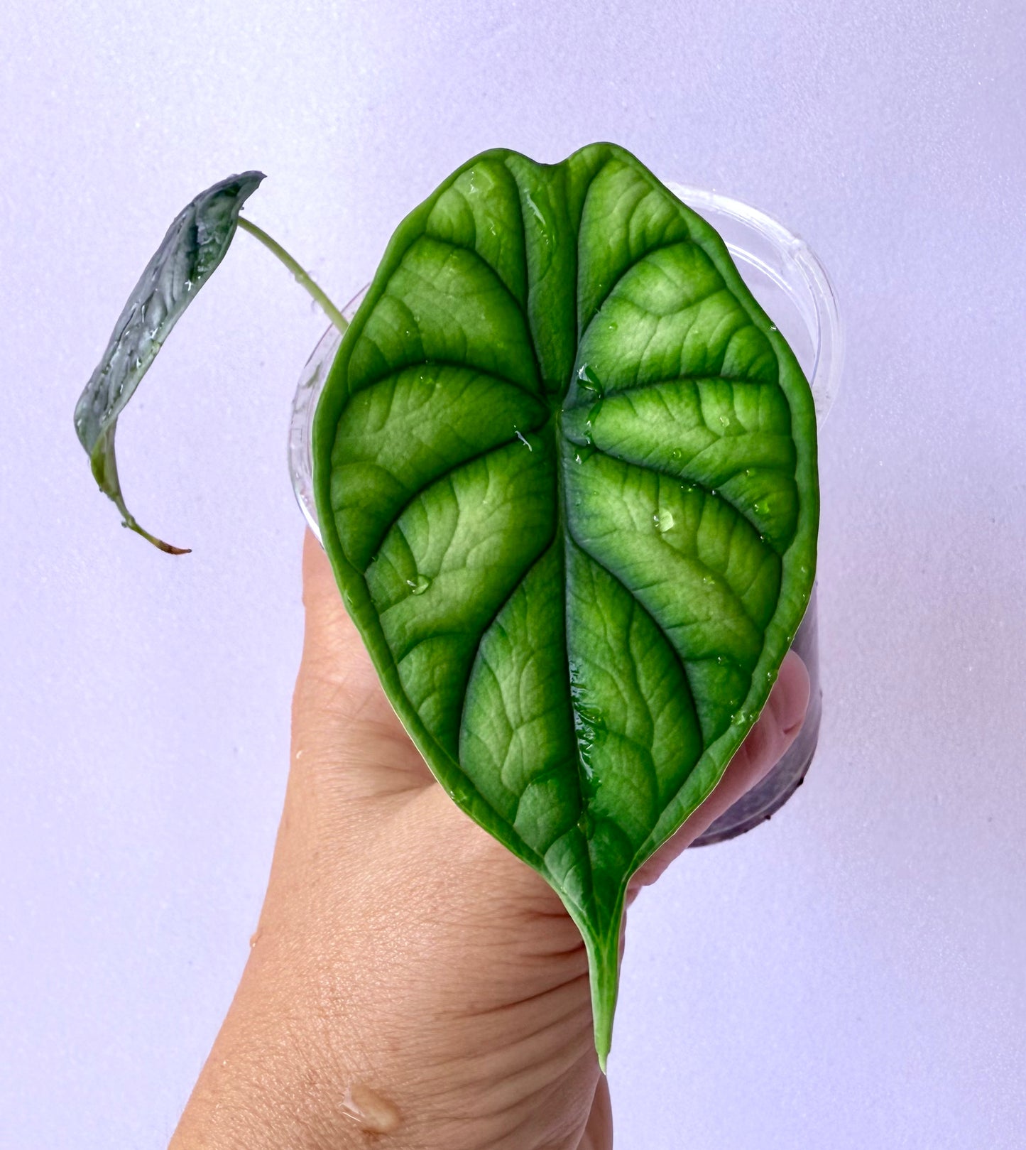 Alocasia Dragon Scale