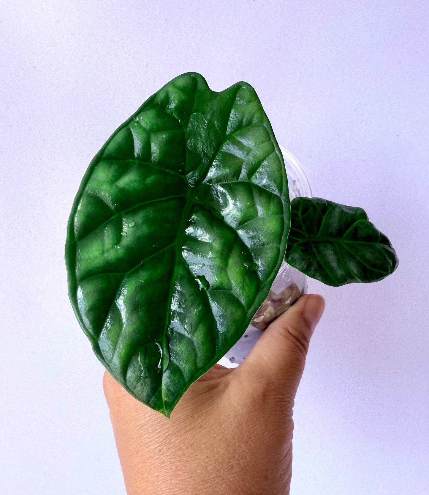 Alocasia Sinuata (Quilted Dreams)