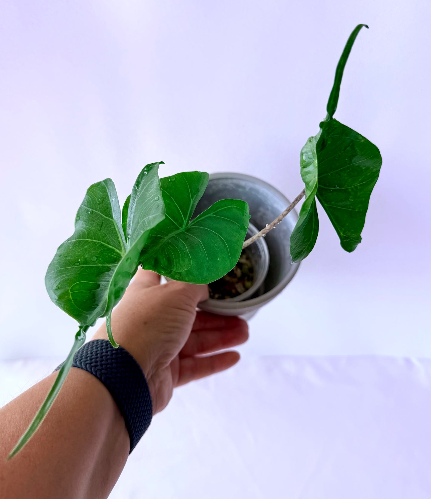 Alocasia Macrorrhiza - Stingray