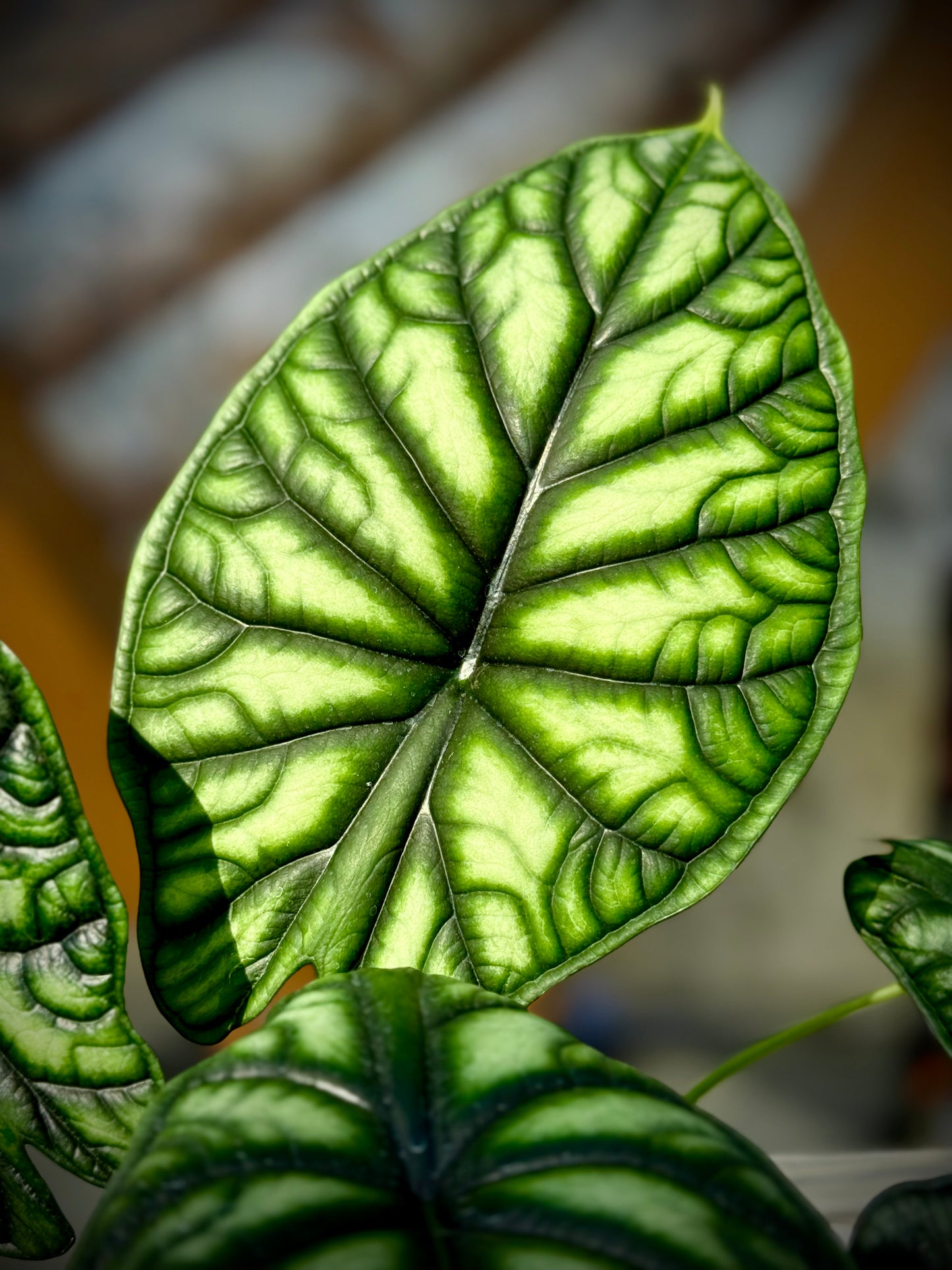Alocasia Dragon Scale