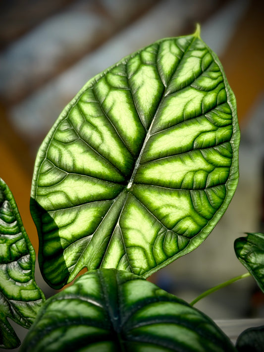 Alocasia Dragon Scale
