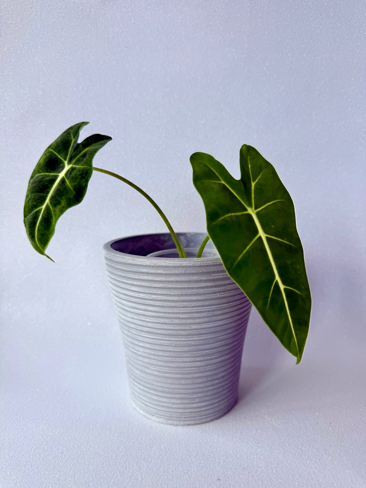 Alocasia Frydek