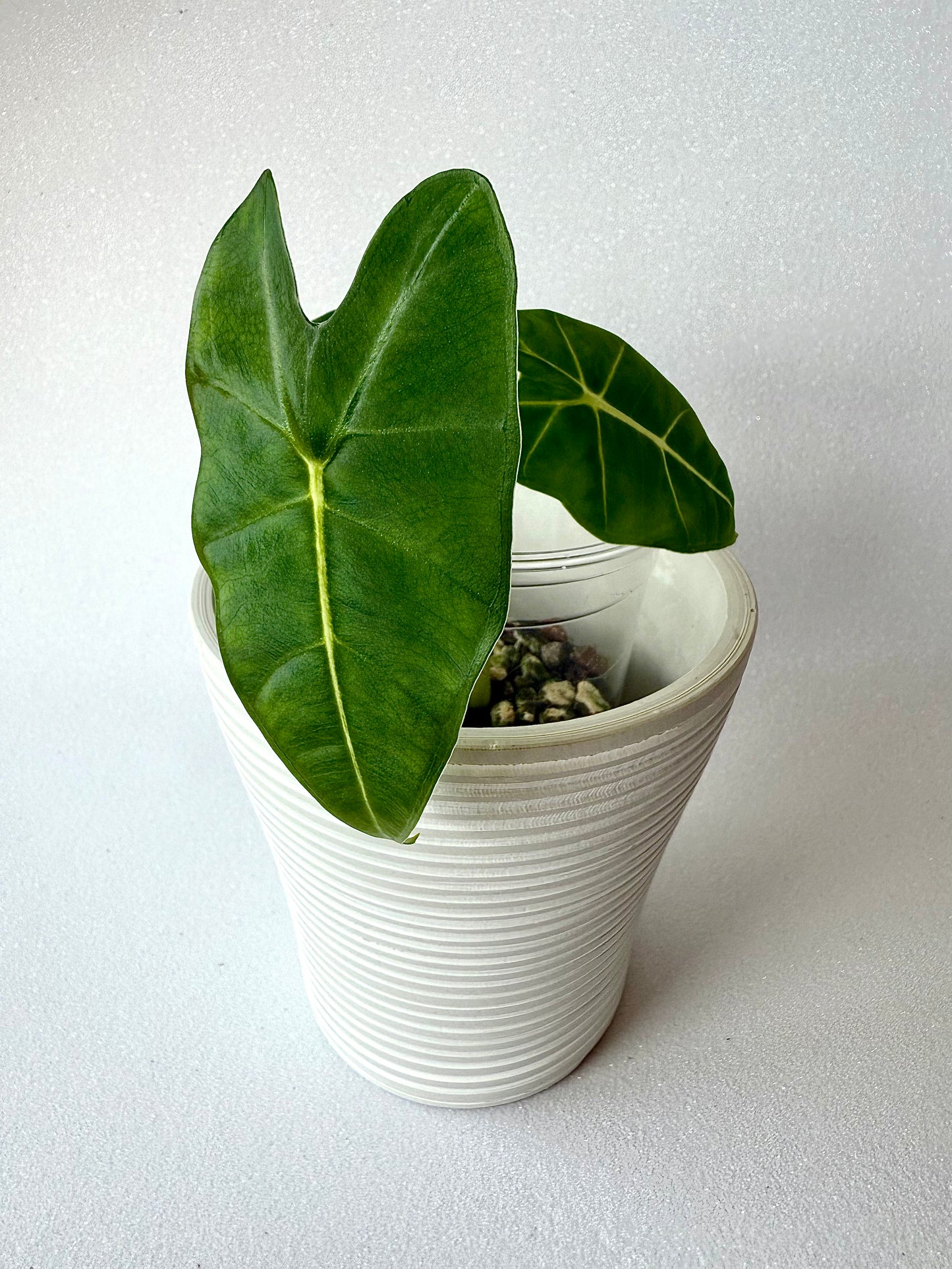 Alocasia Frydek