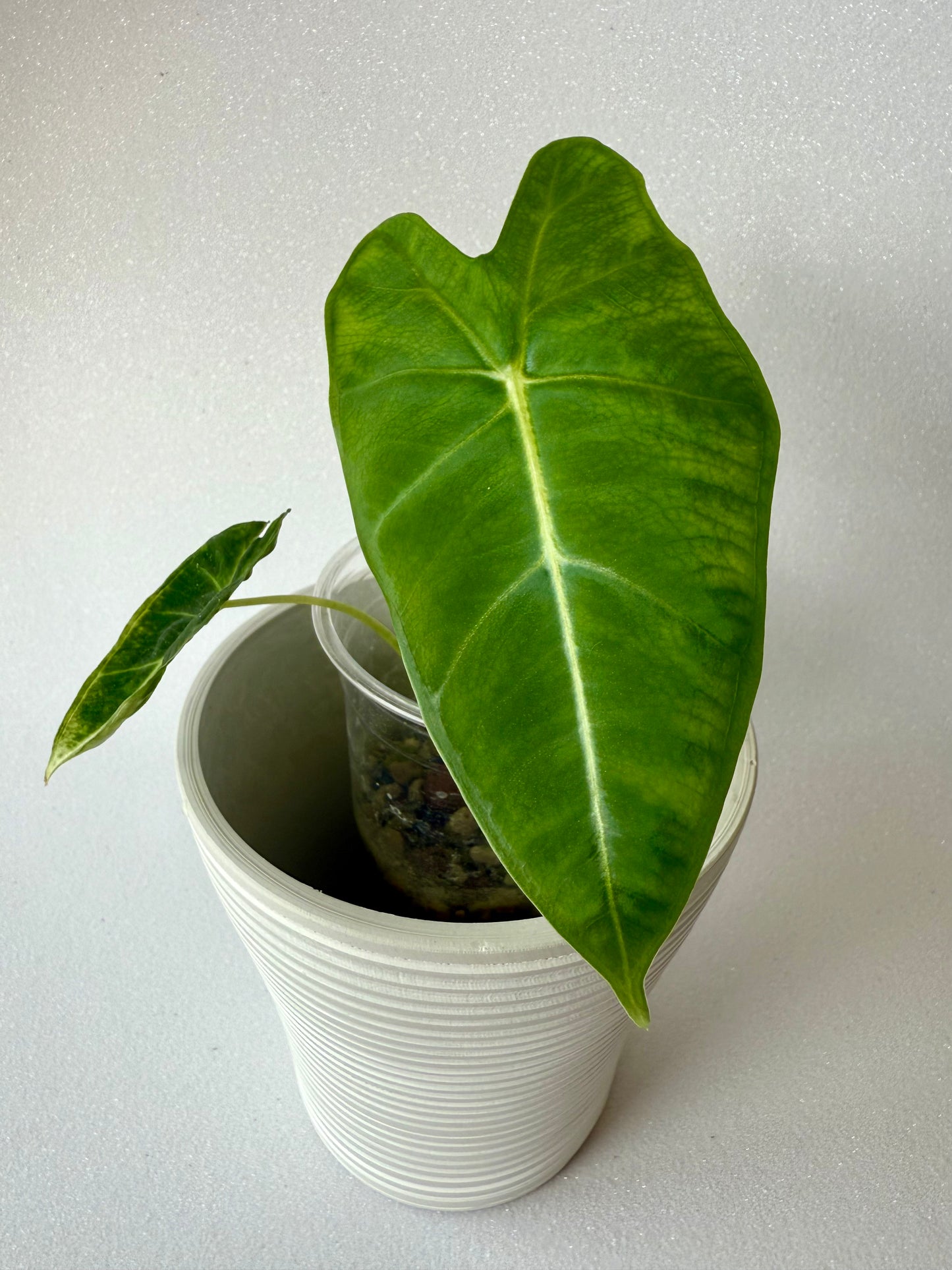 Alocasia Frydek