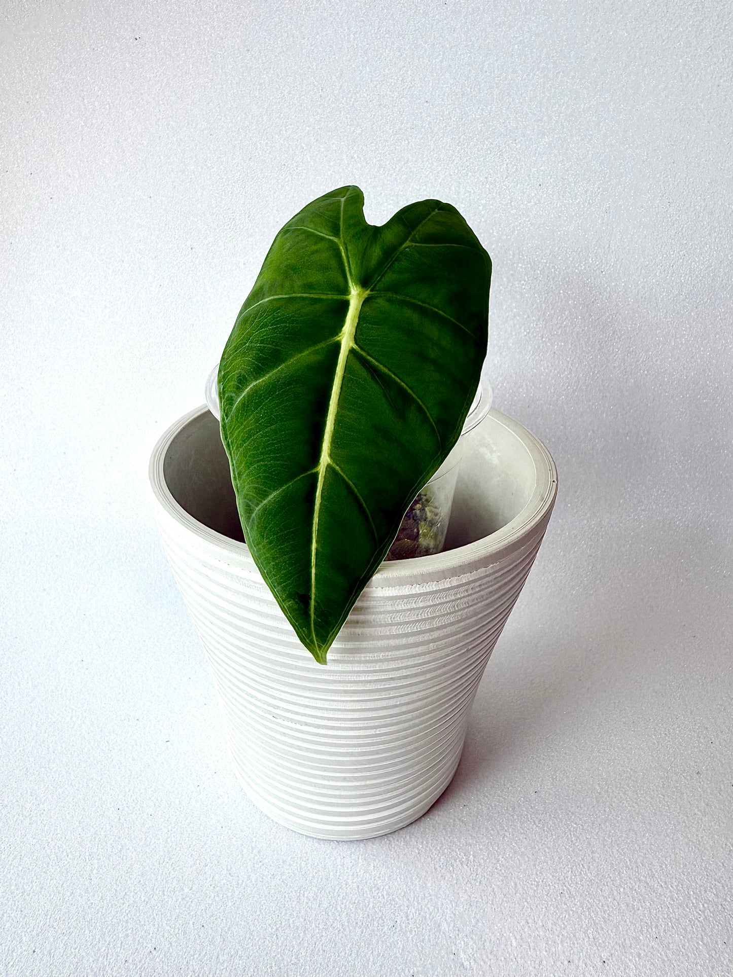 Alocasia Frydek