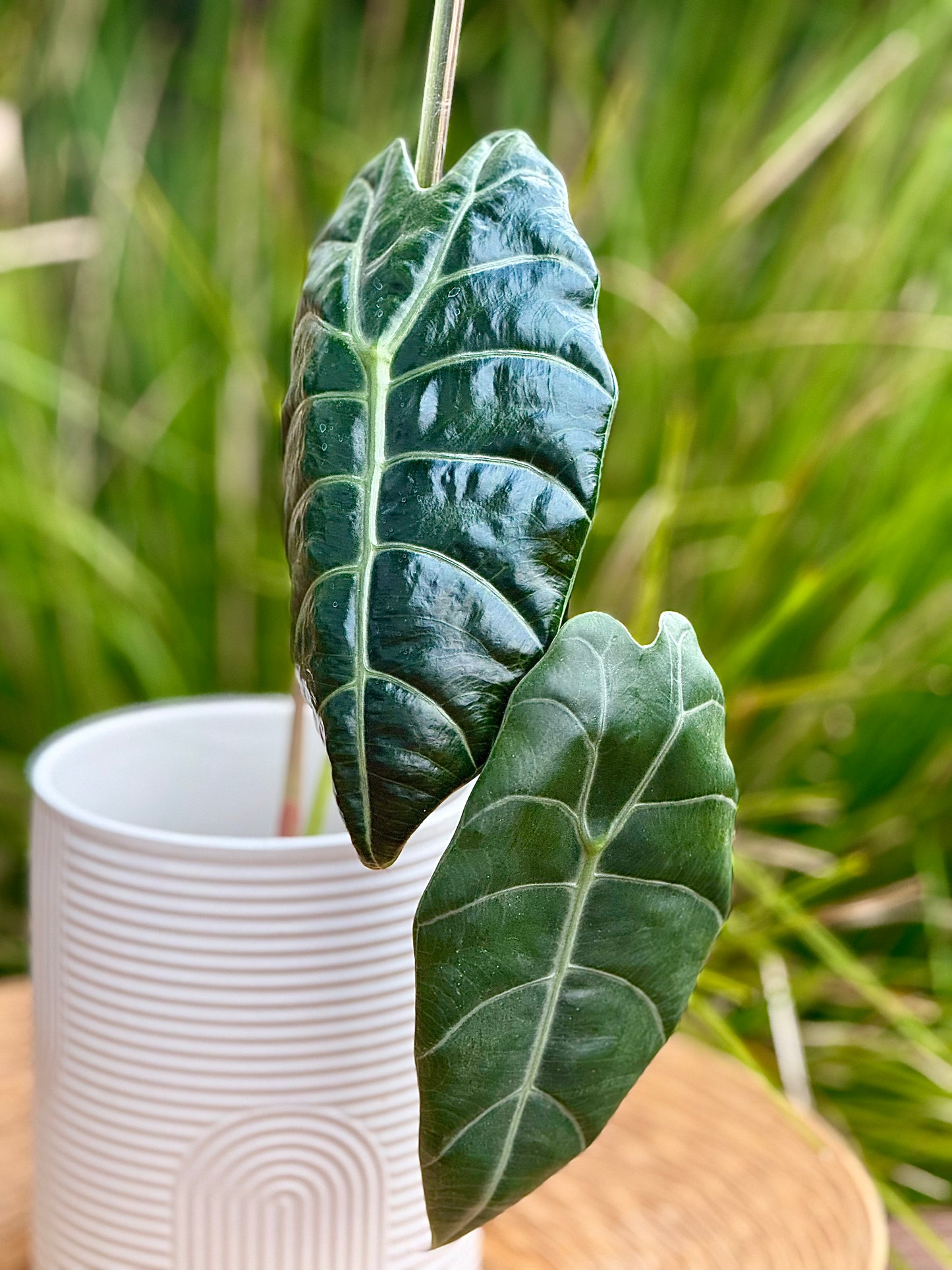 Alocasia Sedenii