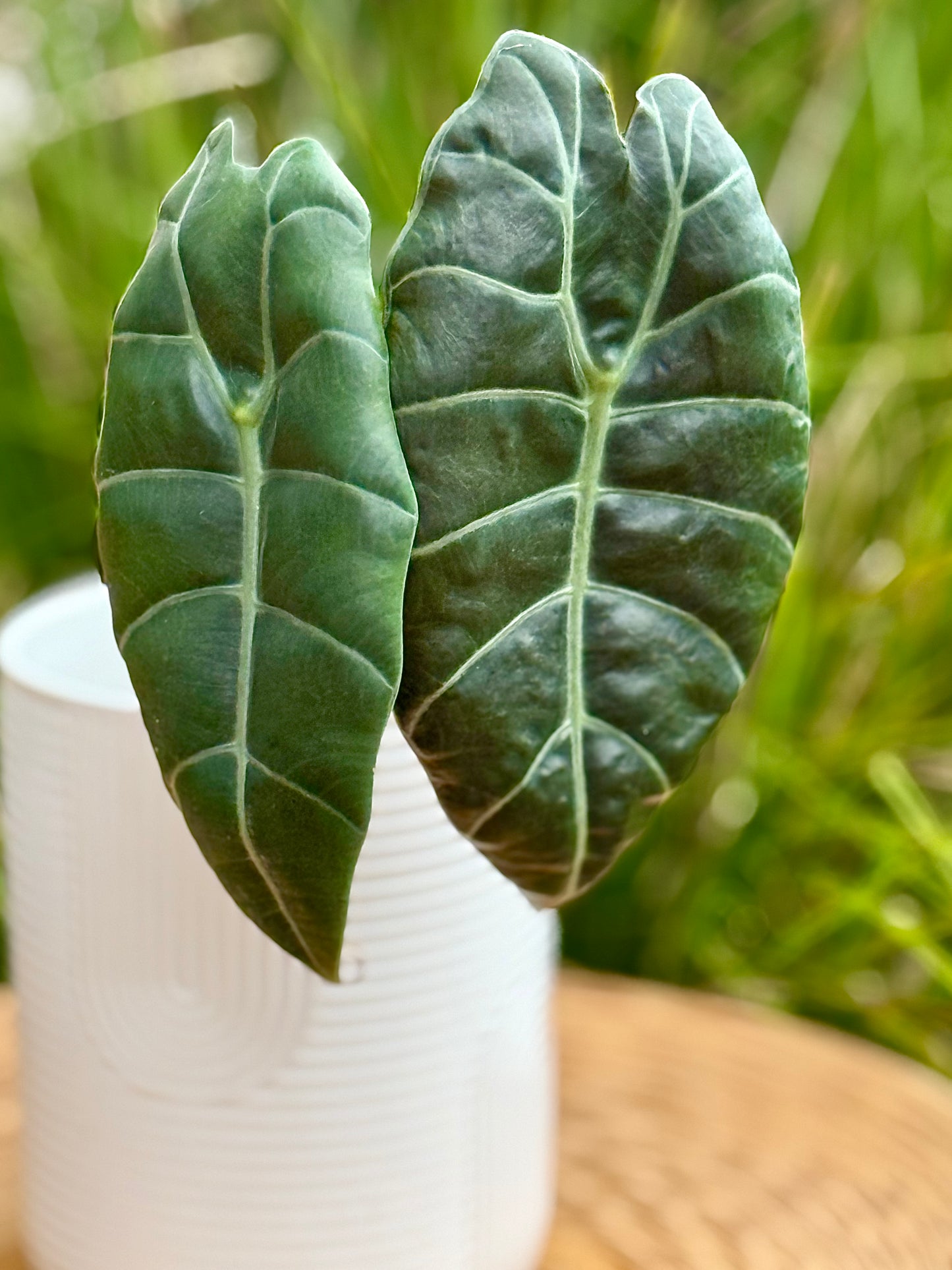 Alocasia Sedenii