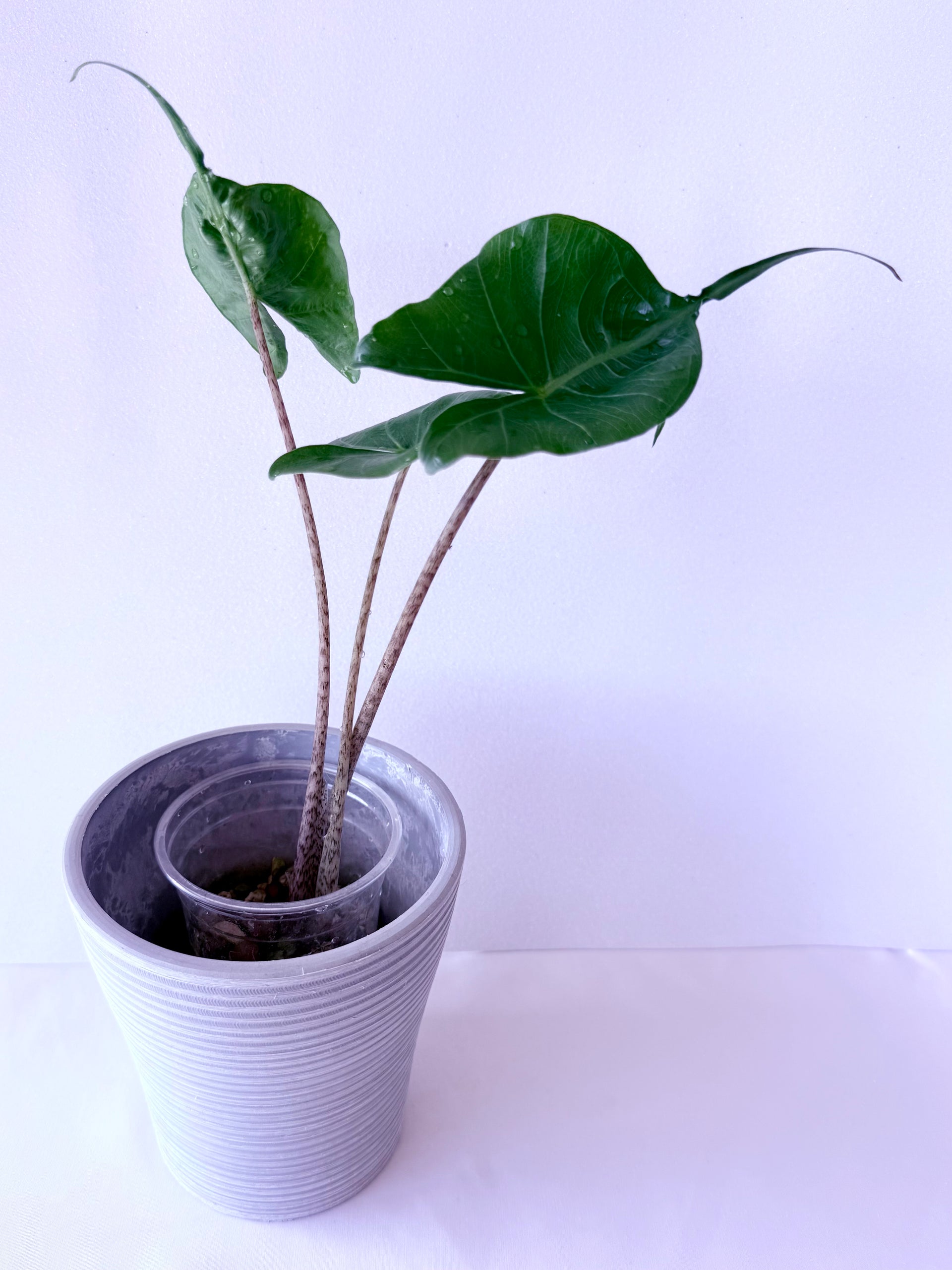 Alocasia Macrorrhiza